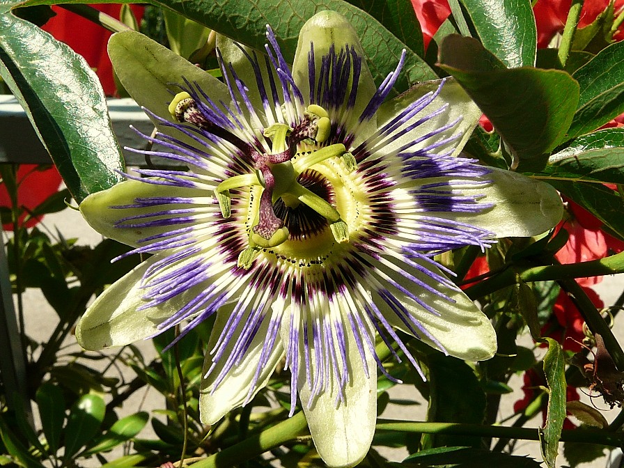 fiori macro da criticare
